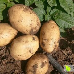 优质木兰围场马铃薯批发