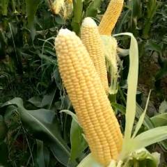 2018清苑本公司常年经营瓜果蔬菜种子 西瓜种子