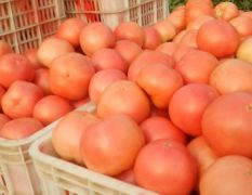 山东聊城永安蔬菜大市场西红柿大量供应13793059868
