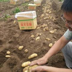 围场土豆薯型好！产量高，当天发货
