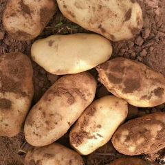 陕西省定边县兴佳2号，个头大，薯形好