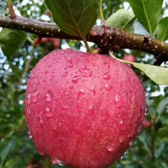 四川纯绿色无污染的鲜果，口感细腻香甜