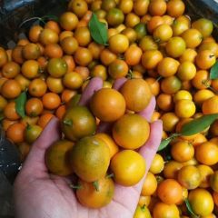 大量供应脆皮金桔新鲜基地直发批发零售