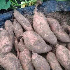 沙土红薯，龙薯九，质高价优
