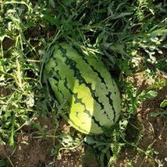 刚开园1000亩大西瓜，10斤起步15斤起步都有