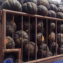 贺职南瓜三晋第一乡，有着传统的种植工续