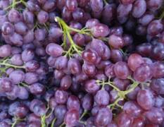 山东龙口葡萄品种多已大量上市