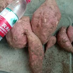 大量出售商薯19 济薯26 黄苏八