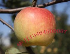 中国农科院果树所新品种苹果苗介绍