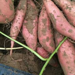 烟薯产地专供～烤薯坊合作的首选