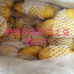 山东省肥城市荷兰土豆供应中