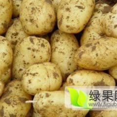 察右中旗本人种植大量 新加2号 荷兰15