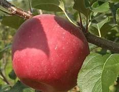 本人从事苹果种植多年，支持园内一件直发