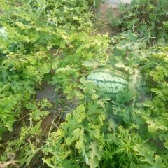 甘肃庆阳宁县金城5号西瓜已上市正在热销中