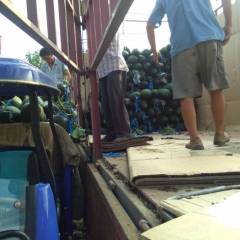 河南郸城优质黑皮冬瓜基地