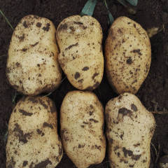 围场土豆226大量上市了，该品种个头大