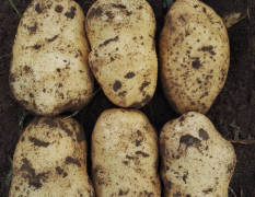 围场土豆226大量上市了，该品种个头大