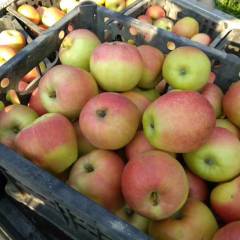 临猗嘎啦苹果大量上市，现我处行情