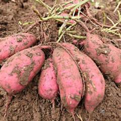 尉氏红薯火热上市 早熟的；晚熟的红薯都有