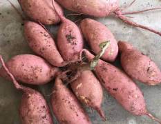 2018宜城红薯 万亩红薯已经上市欢迎来电咨询