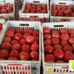 忻府西红柿大量上市，可为客户提供各种包装