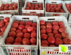 忻府西红柿大量上市，可为客户提供各种包装