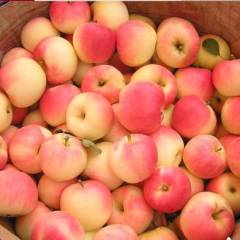 辽宁绥中嘎啦苹果又名佳丽果，是苹果的一种