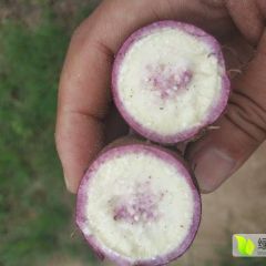 唐河县一点红 西瓜红 红苏八 商薯19大量供应