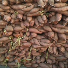 龙薯九 济薯26 烟薯25大量现货中