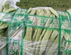 沽源豆角 专业代办蔬菜业务，豆角大量上市