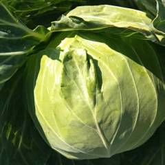 河北沽源中甘21甘蓝 为客户一条龙服务