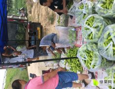 山东惠民50亩尖椒，羊角椒基地现在大量上市