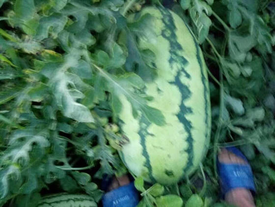冠龙价格