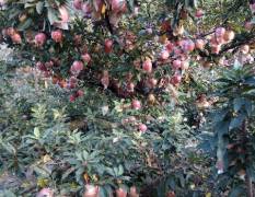冠县我处是鲁西水果基地，品种美国八号苹果