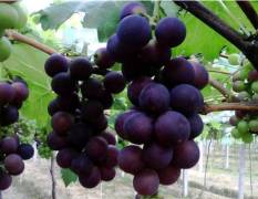 河北邢台威县七级镇有万亩葡萄种植基地