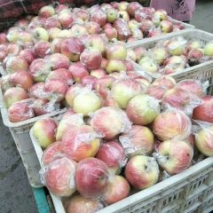 苹果熟了，等各位老板前来上货