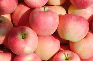 2019澄城苹果 今年纸袋嘎啦现已上市