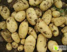 荷兰十五土豆：沙地精品大货，质优价廉。