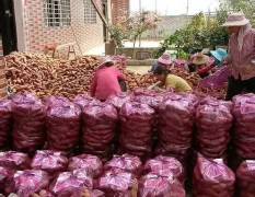 2018宜城红薯 种植面积10万亩左右