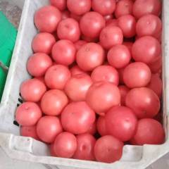 2018左权西红柿 大量优质西红柿欢迎咨询