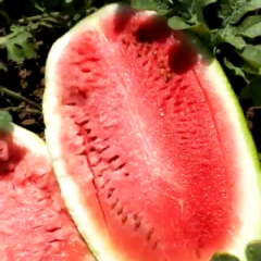 2018翁牛特旗50亩地西瓜，整体已达到9成熟