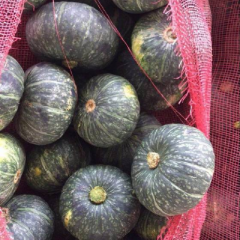 优质板栗南瓜——支持电商一件代发