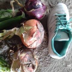 洮南圆葱量大今年的质量好面积超过每年