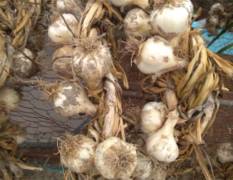 洮南今年的白皮蒜即将上市现在都是收获中