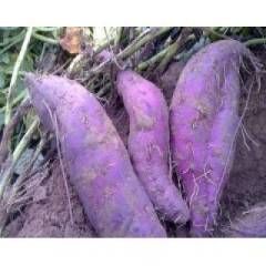新发地大量求购优质红薯、地瓜