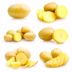 龙口土豆自家地里收货自家保鲜库里存放