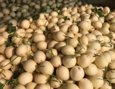 2018滑县本市场每年5月-11月代收各种瓜果