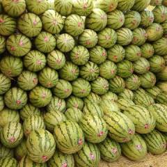 内蒙古赤峰沙地西瓜