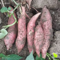 南阳市唐河县红薯大量供应 品种有红苏八