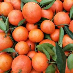 2018年东莞下桥水果批发市场代销蜜桔开始了